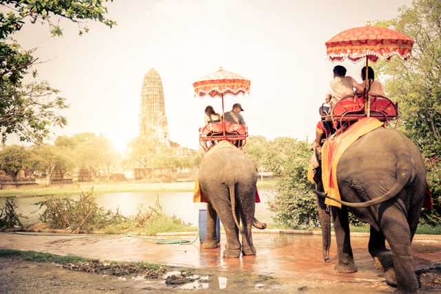 Elephants in Ayutthaya Thailand