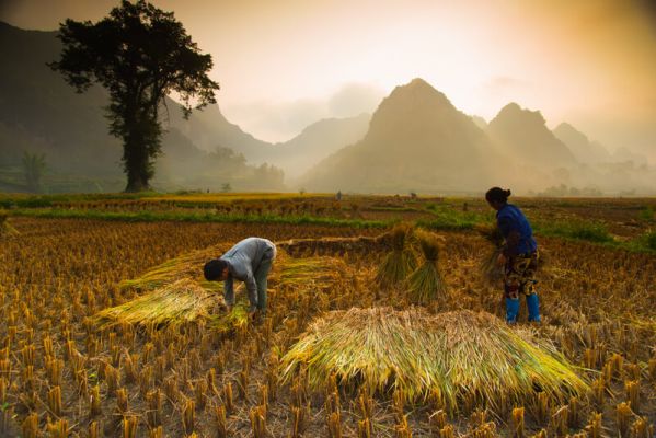 Vietnamese Farmers